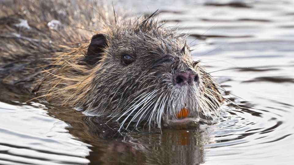 Von der invasiven Art zur Delikatesse – Nutria-Jagd nun ganzjährig erlaubt