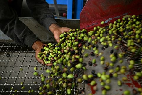 Oliven vor der Pressung