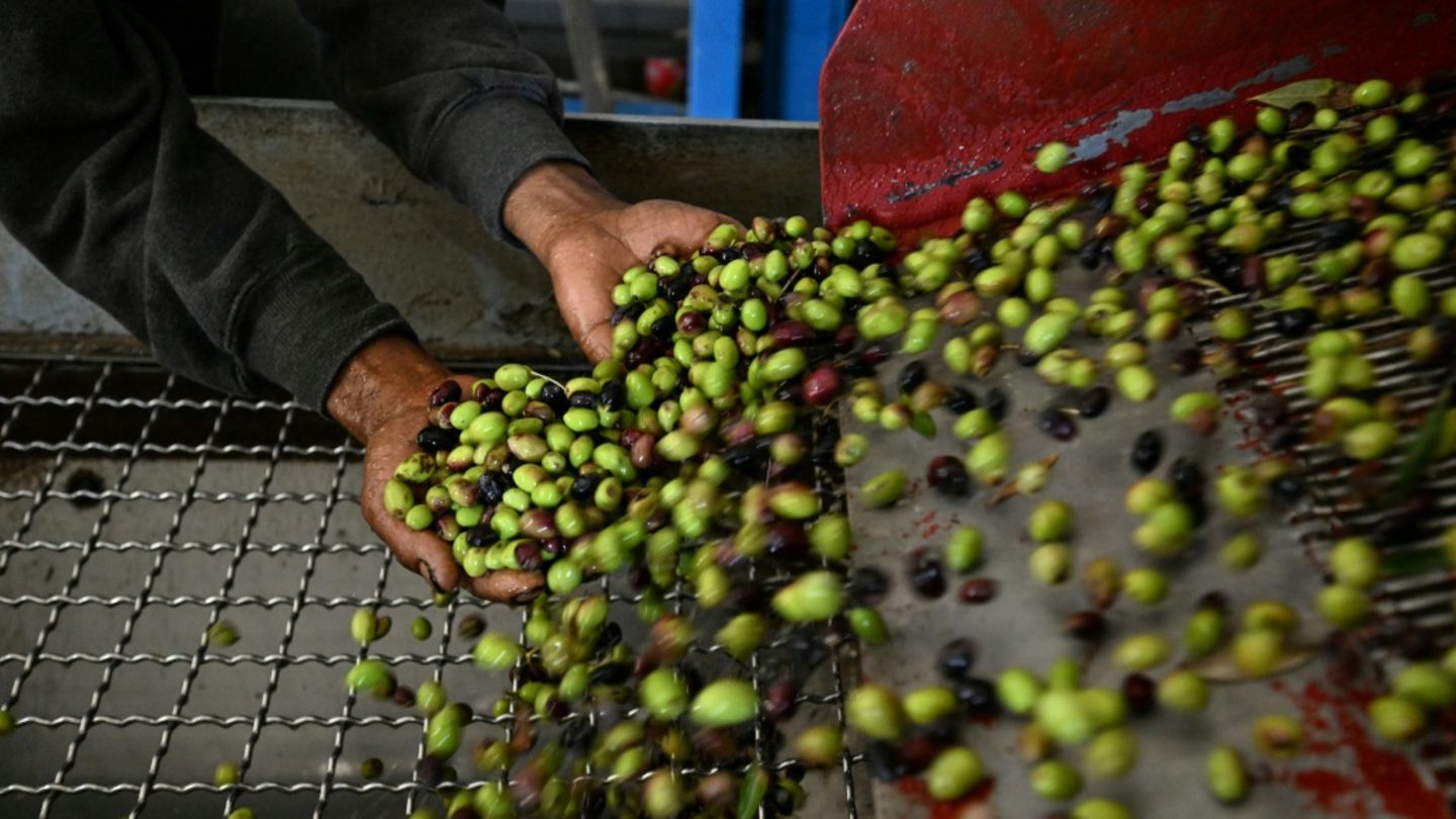 Oliven vor der Pressung