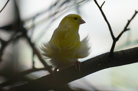 Der kleine Vogel hatte sich in einer unglücklichen Lage befunden - und bekam Hilfe von der Feuerwehr. (Symbolbild) Foto: Marcus