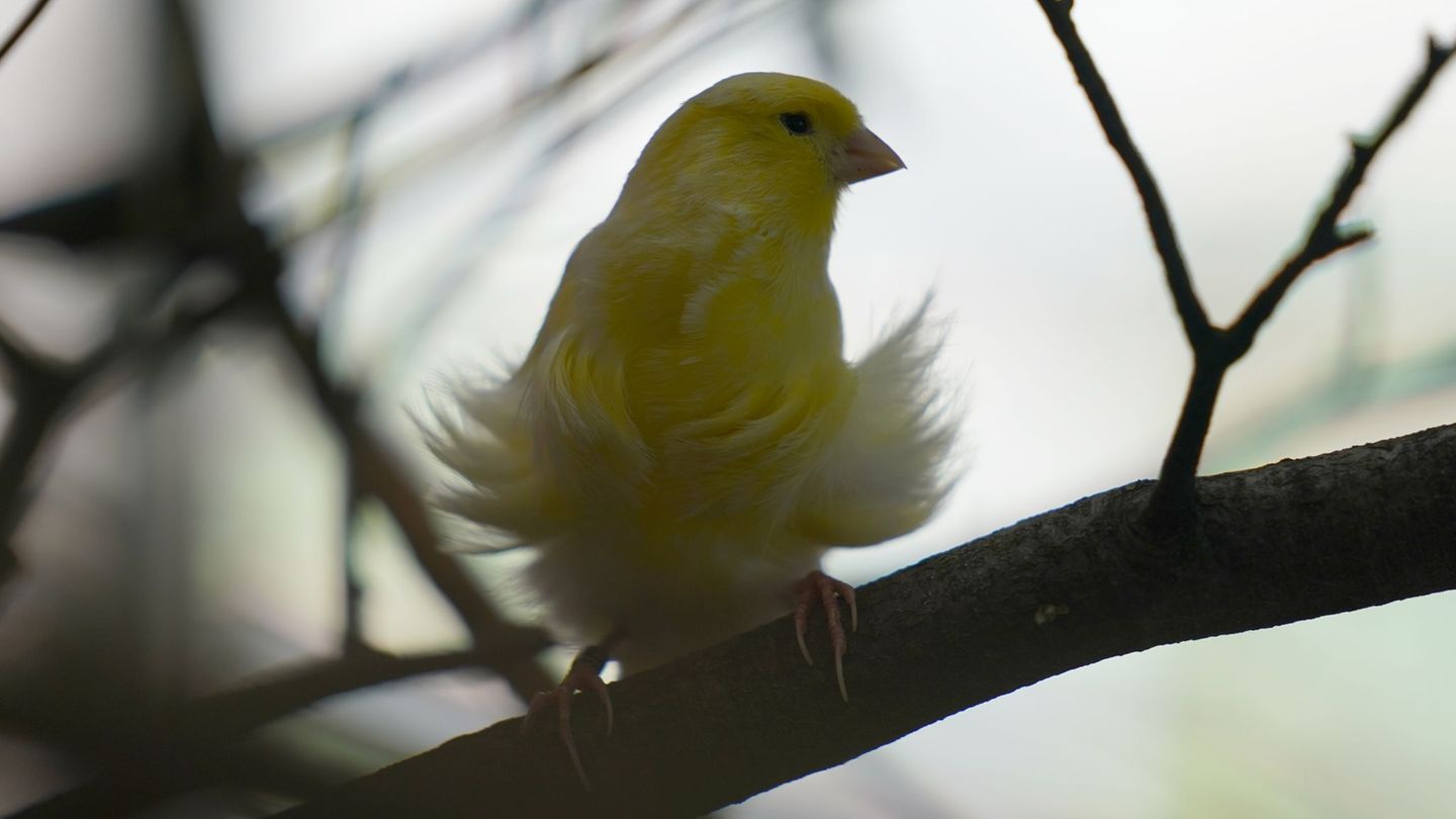 Der kleine Vogel hatte sich in einer unglücklichen Lage befunden - und bekam Hilfe von der Feuerwehr. (Symbolbild) Foto: Marcus