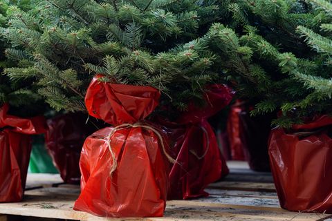 Gelegentlich werden Weihnachtsbäume auch mit Wurzeln zum späteren Einpflanzen verkauft. (Archivbild) Foto: Rolf Vennenbernd/dpa
