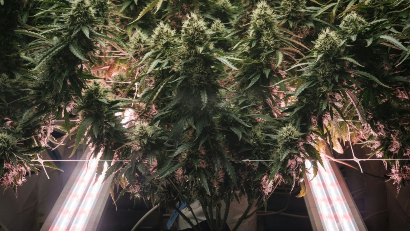 Cannabispflanzen