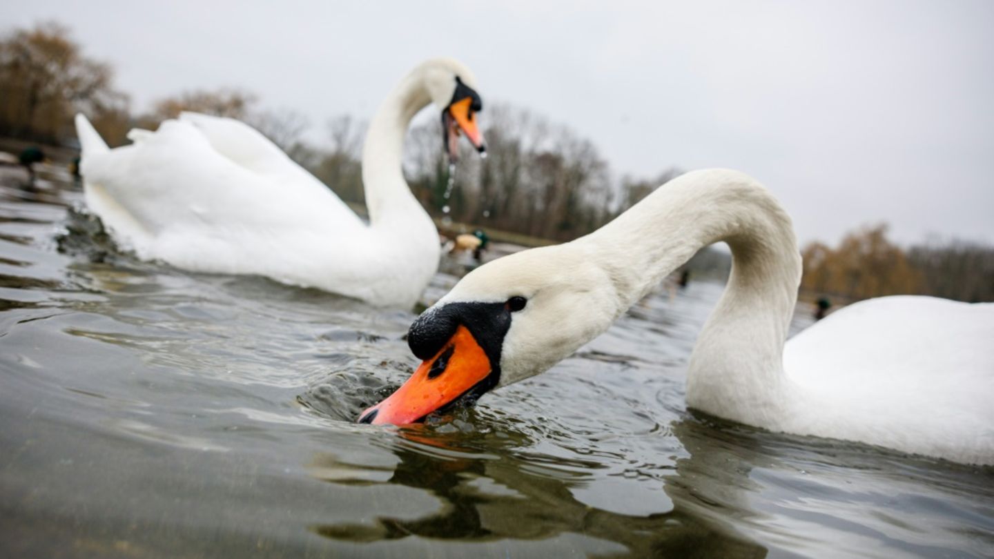Schwäne auf Teich in Halle an der Saale