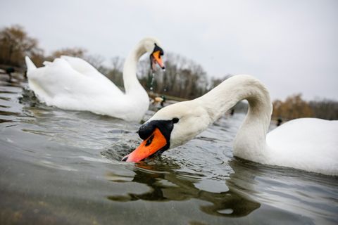 Schwäne auf Teich in Halle an der Saale