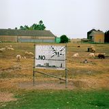 Ein Feld mit Schafen auf dem ein graues Schild mit der Aufschrift 60 seconds to desaster