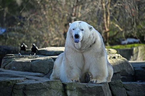 Bei den Eisbären fällt das Zählen leicht: Drei leben im Zoo Hannover. Foto: Shireen Broszies/dpa