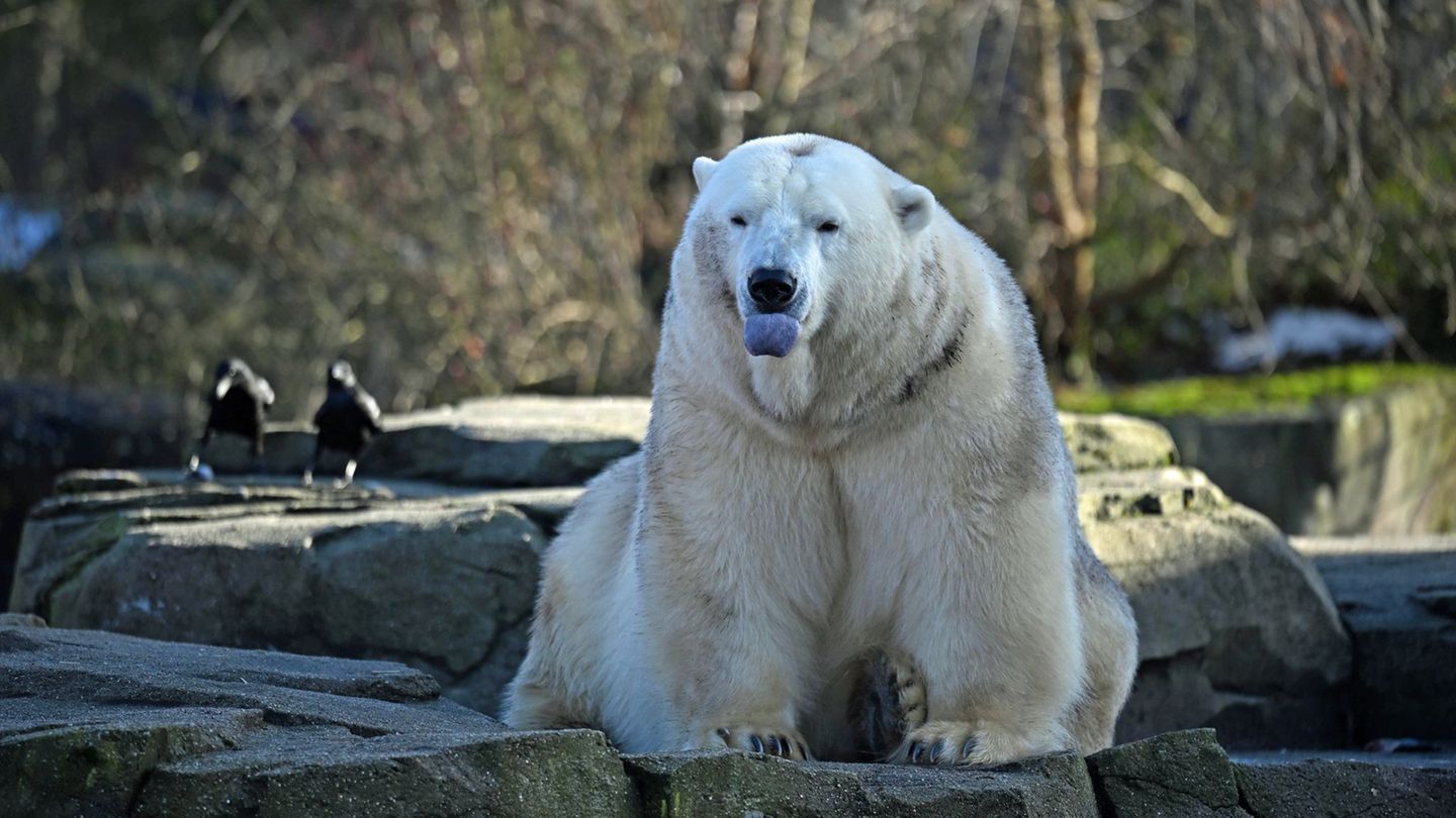 Bei den Eisbären fällt das Zählen leicht: Drei leben im Zoo Hannover. Foto: Shireen Broszies/dpa