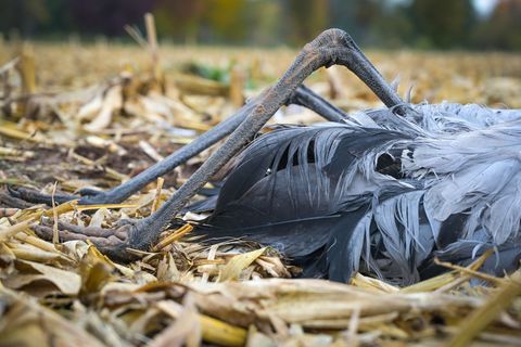 Im Landkreis Mansfeld-Südharz wurden alle wegen der Vogelgrippe geltenden Schutzmaßnahmen aufgehoben. (Archivbild) Foto: Heiko R