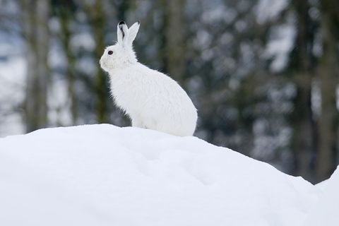 Der Klimawandel macht dem Schneehasen zu schaffen. Foto: Stefan Huwiler/Imagebroker.com/dpa