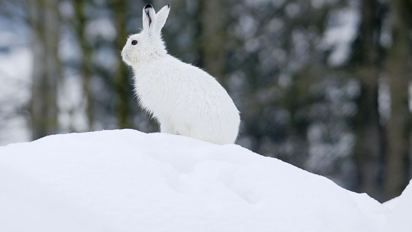 Der Klimawandel macht dem Schneehasen zu schaffen. Foto: Stefan Huwiler/Imagebroker.com/dpa
