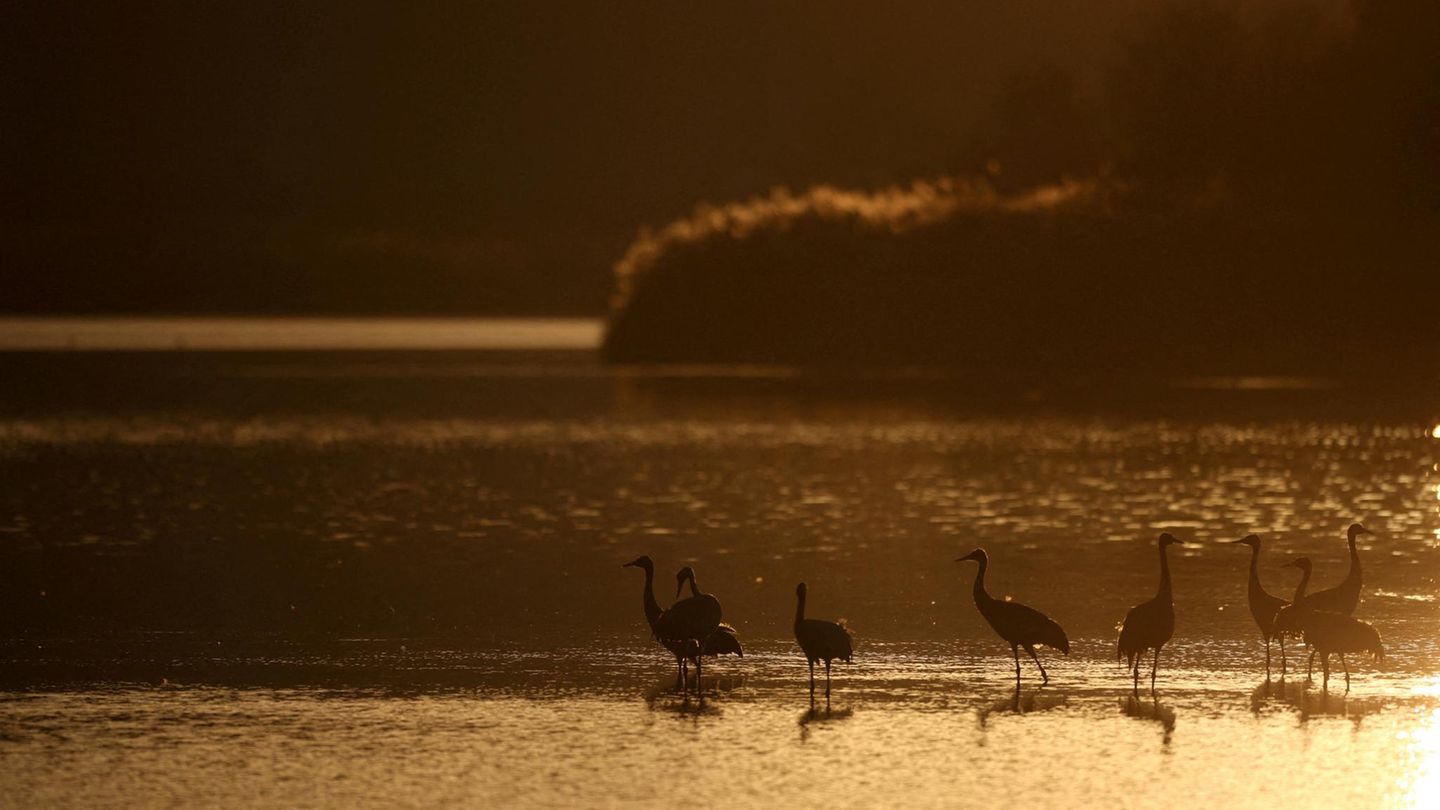 Hula Naturreservat, Israel. Die Kraniche gehören zu einem Schwarm von schätzungsweise 15.000 Vögeln, die im hohen Norden Israels überwintern. Die meisten von ihnen sind vom Nordwesten Russlands in den Nahen Osten gekommen und kehren im Frühjahr wieder dorthin zurück