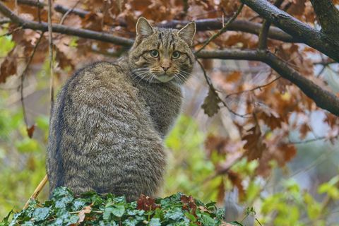Europäische Wildkatze