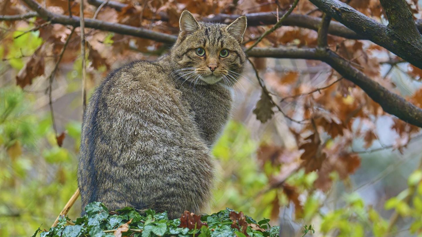 Europäische Wildkatze