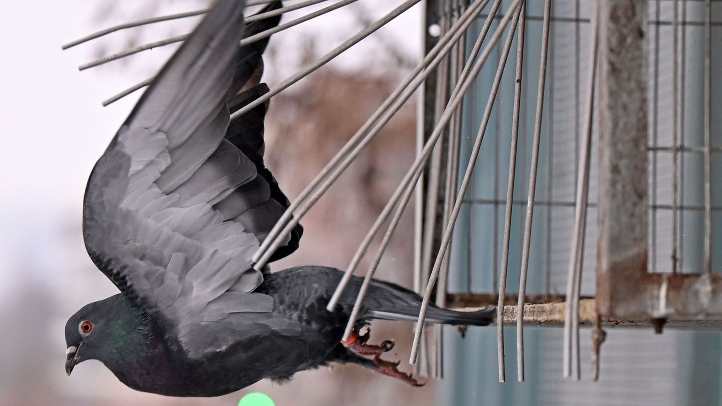 Nach einer Studie von 2022 bis 2024 leben zwischen 12.000 und 24.000 Brutpaare allein in Sachsen. Foto: Jennifer Brückner/dpa