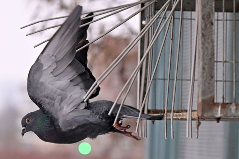Nach einer Studie von 2022 bis 2024 leben zwischen 12.000 und 24.000 Brutpaare allein in Sachsen. Foto: Jennifer Brückner/dpa