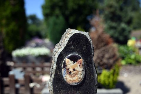 Auf einem Tierfriedhof liegen viele geliebte Haustiere begraben. Foto: Soeren Stache/dpa