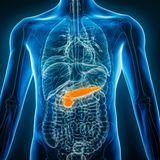 Eine Grafik, die die Lage der Bauchspeicheldrüse im menschlichen Körper zeigt