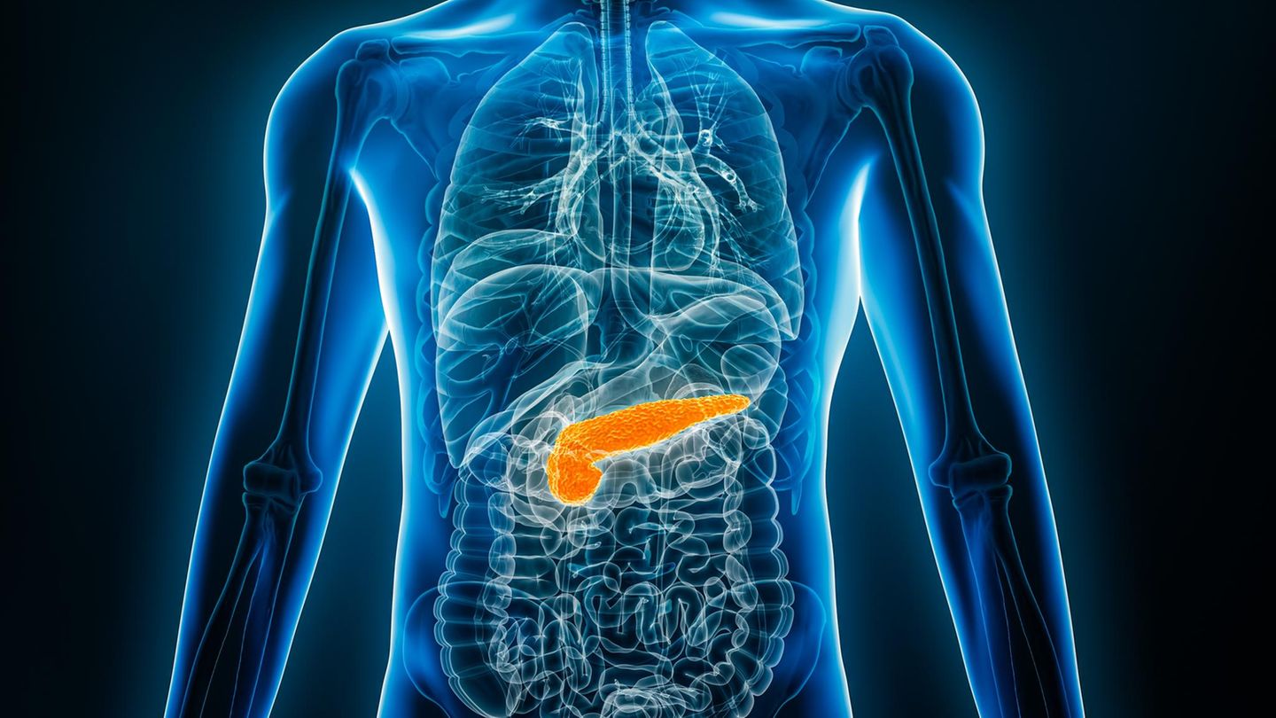 Eine Grafik, die die Lage der Bauchspeicheldrüse im menschlichen Körper zeigt