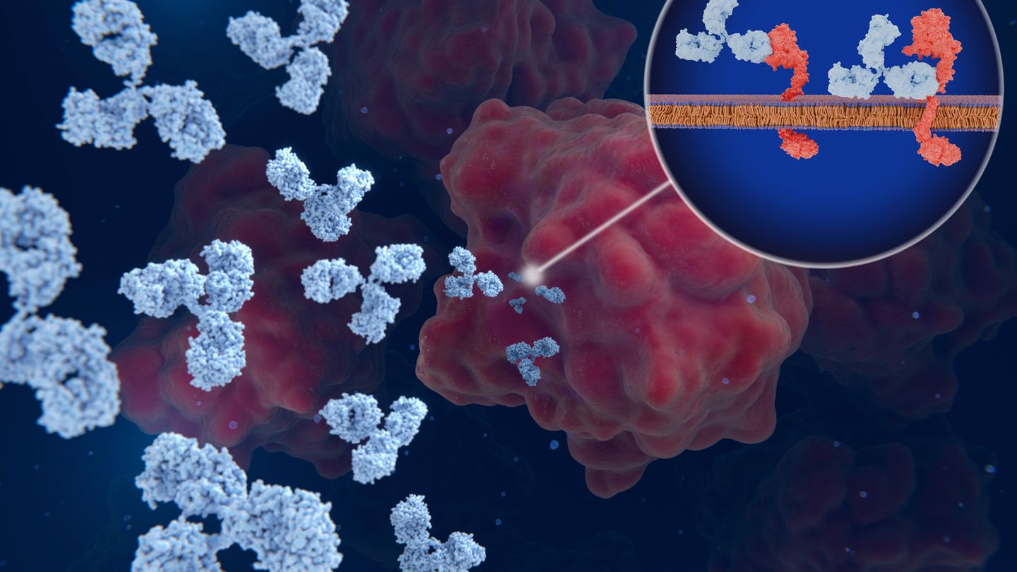 Sensationelle Fortschritte im Kampf gegen Krebs durch das körpereigene Immunsystem  Die gezielte Aktivierung des Immunsystems hat die Krebsbehandlung grundlegend verändert. Das Immunsystem bekämpft normalerweise kranke Zellen mit seinen T-Zellen, den "Killerzellen" der Immunabwehr. Damit sie keine gesunden Zellen angreifen, besitzt das Immunsystem eingebaute Sicherheitsbremsen, die sogenannten Immun-Checkpoints. Viele Krebszellen tragen auf ihrer Oberfläche Signalmoleküle, die diese Bremsen aktivieren, und täuschen so das Immunsystem. Checkpoint-Inhibitoren blockieren genau diese Bremskontakte. Die T-Zelle wird nicht mehr deaktiviert, erkennt den Tumor wieder als gefährlich und kann ihn angreifen. Weil das Immunsystem dabei selbst "lernt", Krebszellen zu erkennen, kann die Wirkung auch nach Ende der Behandlung anhalten. Das erklärt, warum der Krebs bei manchen Patientinnen und Patienten über viele Jahre hinweg oder gar nicht mehr zurückkehrt.