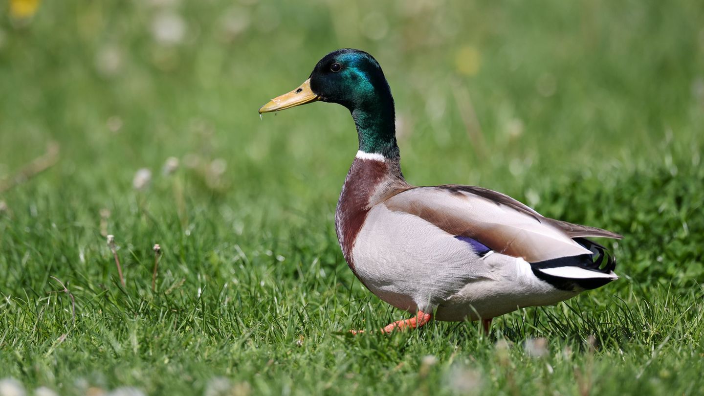 Die Frau hatte einen Stockenten-Erpel unter einem Trampolin eingesperrt. (Archivbild) Foto: Jan Woitas/dpa