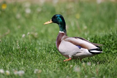 Die Frau hatte einen Stockenten-Erpel unter einem Trampolin eingesperrt. (Archivbild) Foto: Jan Woitas/dpa