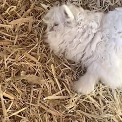 Ein Lamm liegt auf Stroh.