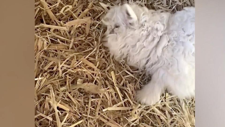 Ein Lamm liegt auf Stroh.