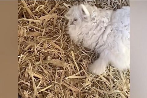 Ein Lamm liegt auf Stroh.