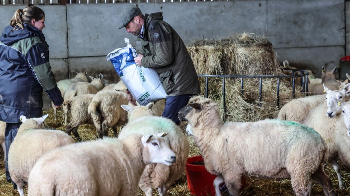 Prinz William füttert Schafe auf einem Bauernhof in Herefordshire - aber nicht nur.