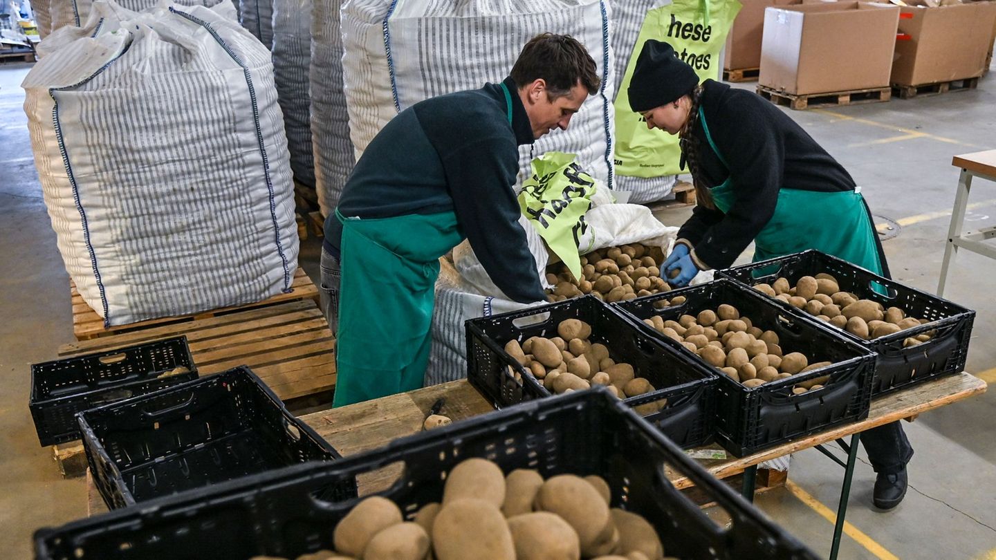 Aktion-Kartoffel-Flut-in-Berlin-22-Tonnen-f-r-die-Tafel