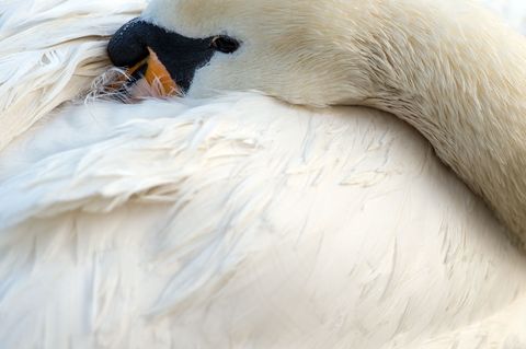 Erst nach dem Eintreffen der Polizei kam ein Schwan in einem Dorf in Mecklenburg-Vorpommern zur Ruhe. (Symbolbild) Foto: picture