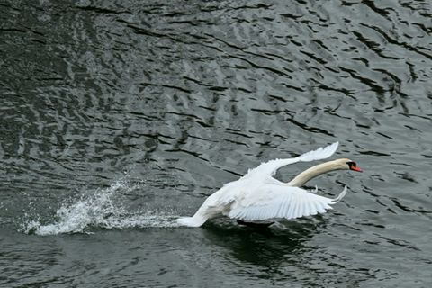 Landender Schwan