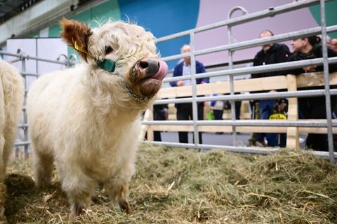 In der Tierhalle können Besucherinnen und Besucher auch Kälber sehen. Foto: Sebastian Christoph Gollnow/dpa