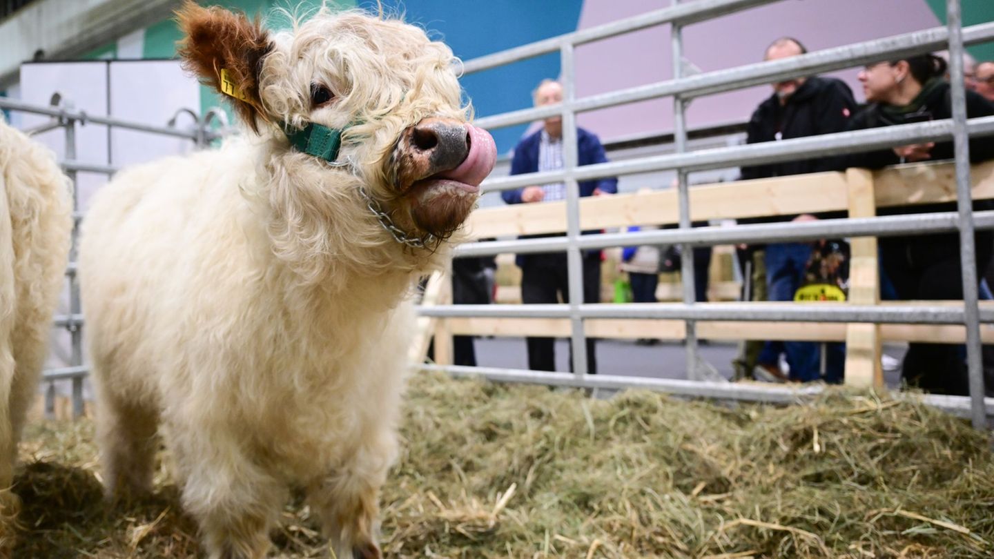 In der Tierhalle können Besucherinnen und Besucher auch Kälber sehen. Foto: Sebastian Christoph Gollnow/dpa