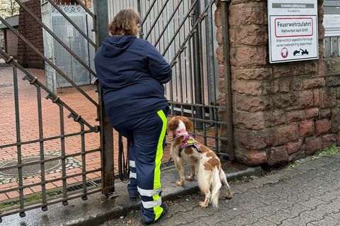 Auch mit Hilfe eines Hundes wurde der Junge gesucht. Foto: Isabell Scheuplein/dpa