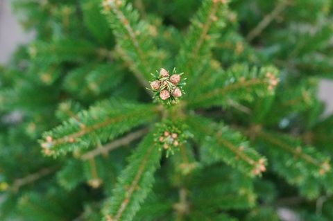 Die Bäume werden nach ihrer Zeit in den Wohnungen weiterverarbeitet. (Symbolbild) Foto: Marcus Brandt/dpa