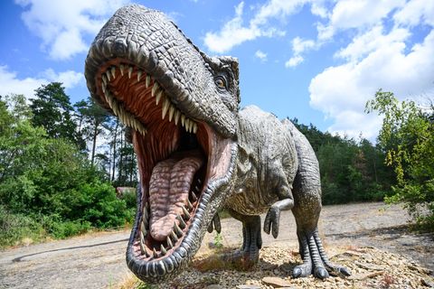 Ungefähr 15 bis 20 Jahre dauert es, bis ein Mensch ausgewachsen ist - beim gigantischen Tyrannosaurus rex waren es wohl zwei Jah