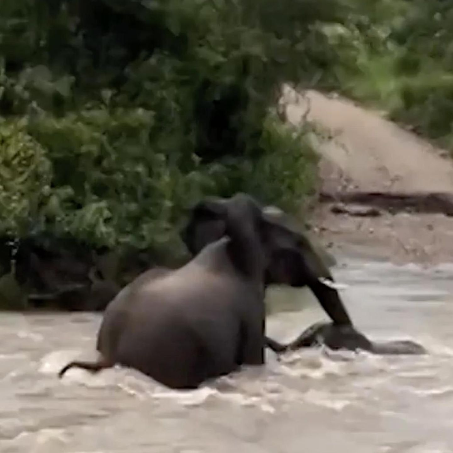 Kampf ums Überleben: Elefantenmutter rettet Junges aus reißender Sturzflut