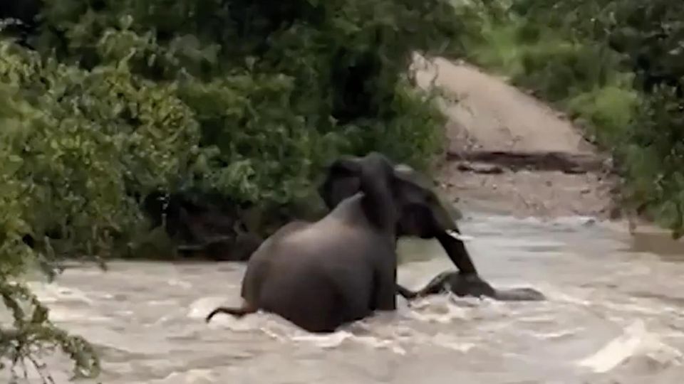 Kampf ums Überleben: Elefantenmutter rettet Junges aus reißender Sturzflut