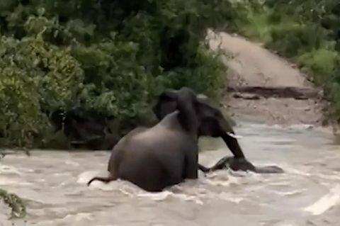 Kampf ums Überleben: Elefantenmutter rettet Junges aus reißender Sturzflut