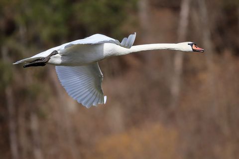 Ein Schwan hat bei Niesky für einen stundenlangen Polizeieinsatz gesorgt. (Symbolbild) Foto: Thomas Warnack/dpa
