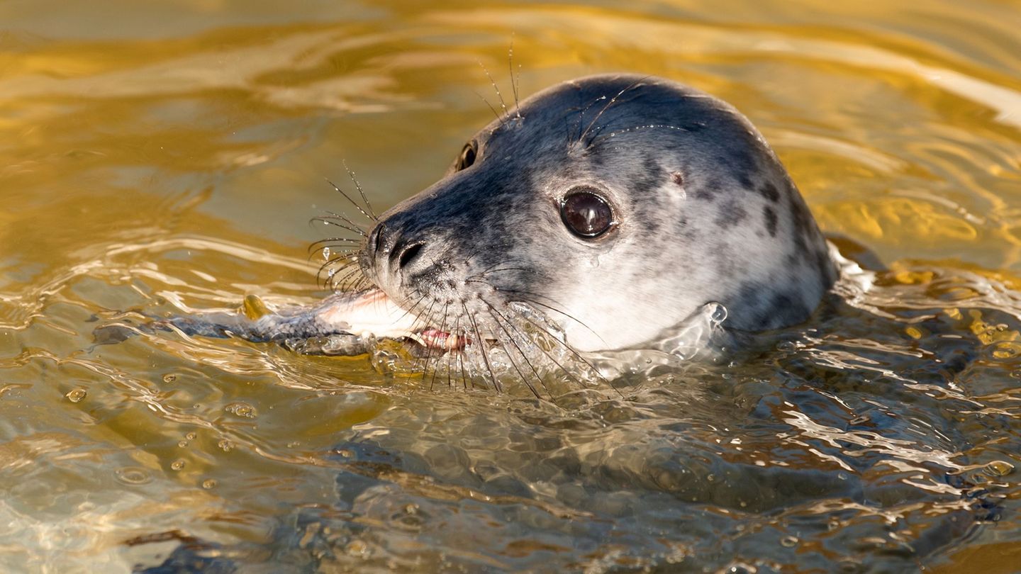 Kegelrobbe Molly wird in der Seehundstation Friedrichskoog aufgepäppelt. Foto: Daniel Bockwoldt/dpa/Daniel Bockwoldt