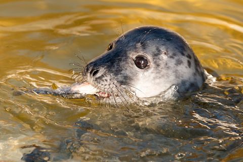 Kegelrobbe Molly wird in der Seehundstation Friedrichskoog aufgepäppelt. Foto: Daniel Bockwoldt/dpa/Daniel Bockwoldt