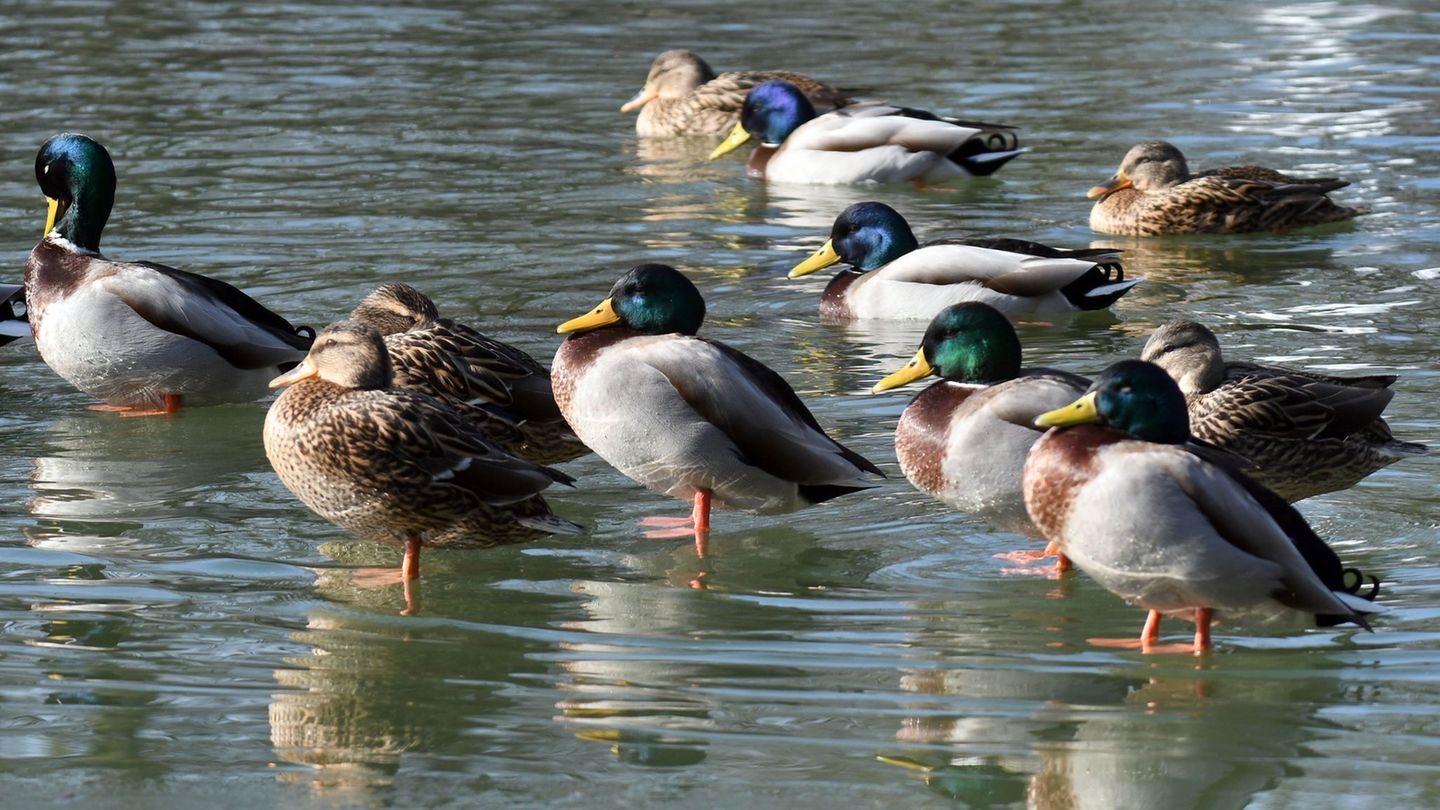 Die nächsten Tage wird es sonnig und in der Nacht kalt. (Archivbild) Foto: Henning Kaiser/dpa