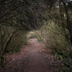 Auf dem Holzweg sein