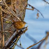 Sich freuen wie ein Schneekönig
