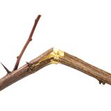 Etwas übers Knie brechen