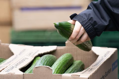 Salatgurken gehören zu den beliebtesten Gemüsesorten in Deutschland. (Symbolbild) Foto: Sebastian Kahnert/dpa