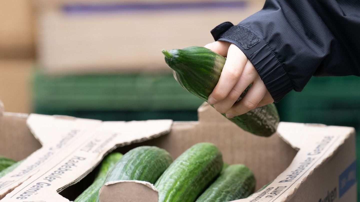 Salatgurken gehören zu den beliebtesten Gemüsesorten in Deutschland. (Symbolbild) Foto: Sebastian Kahnert/dpa